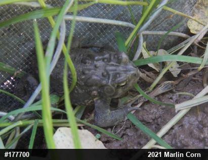 Eastern American Toad