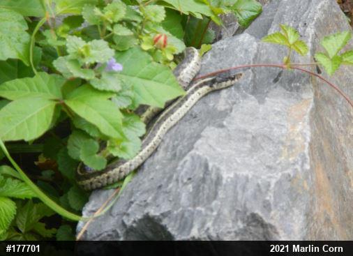 Eastern Gartersnake