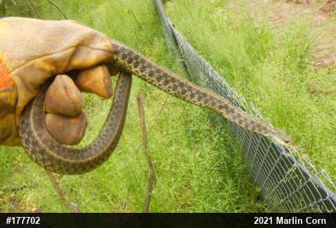 Eastern Gartersnake