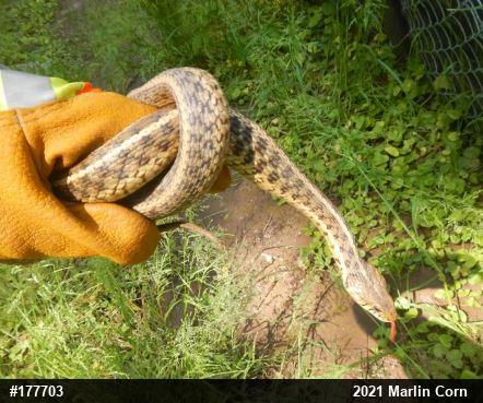 Eastern Gartersnake