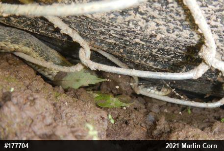 Eastern Gartersnake