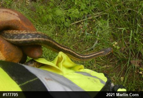Eastern Gartersnake