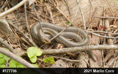 Eastern Gartersnake