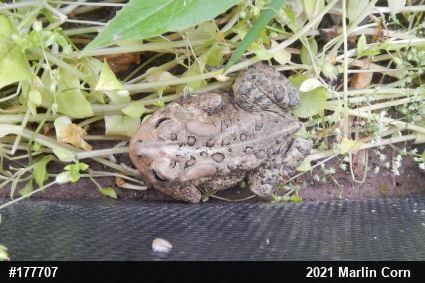 Eastern American Toad