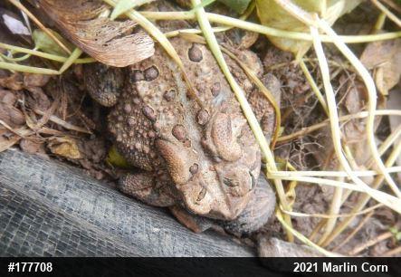 Eastern American Toad