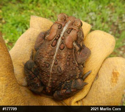 Eastern American Toad