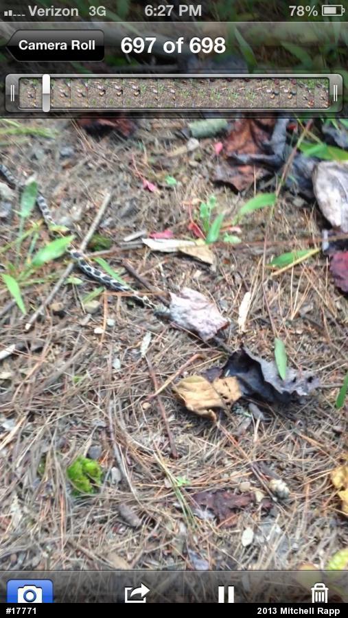 Eastern Ratsnake