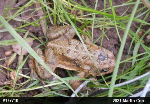 Eastern American Toad