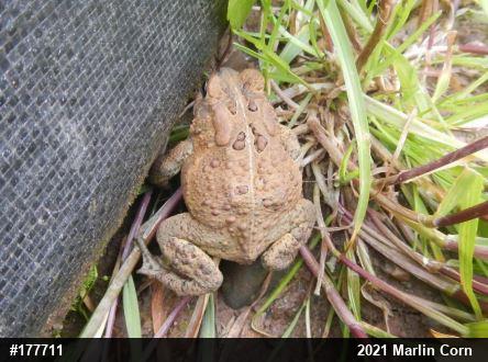 Eastern American Toad