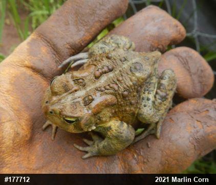Eastern American Toad