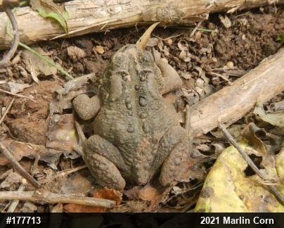 Eastern American Toad