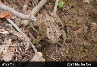 Eastern American Toad
