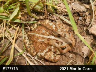 Eastern American Toad