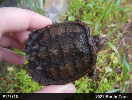 Snapping Turtle