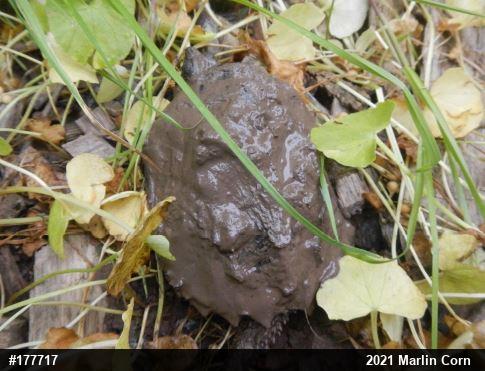 Snapping Turtle