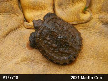 Snapping Turtle