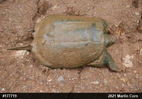 Snapping Turtle