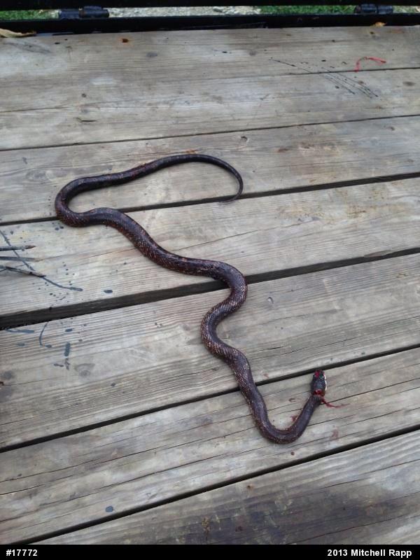 Eastern Ratsnake