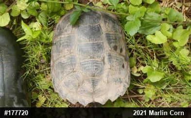 Snapping Turtle