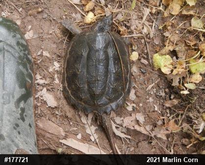 Snapping Turtle