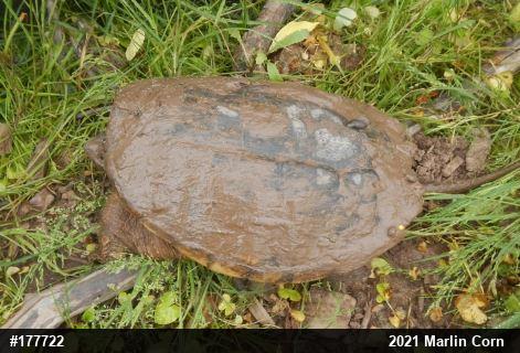 Snapping Turtle