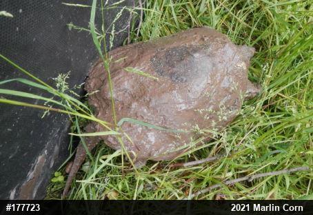 Snapping Turtle
