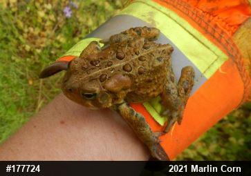 Eastern American Toad