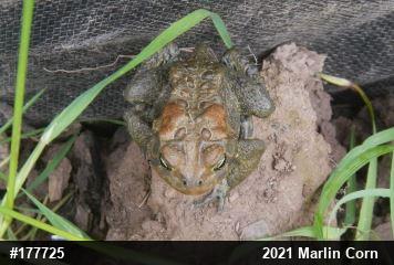 Eastern American Toad