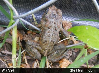 Eastern American Toad
