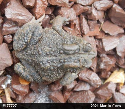Eastern American Toad