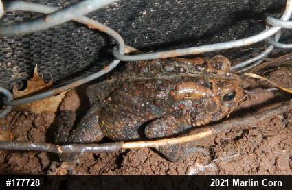 Eastern American Toad