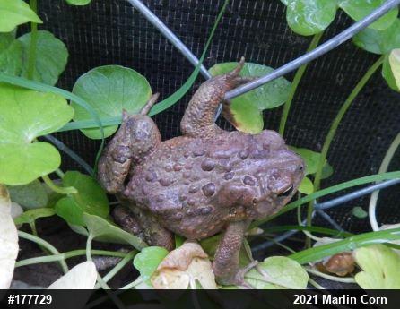 Eastern American Toad