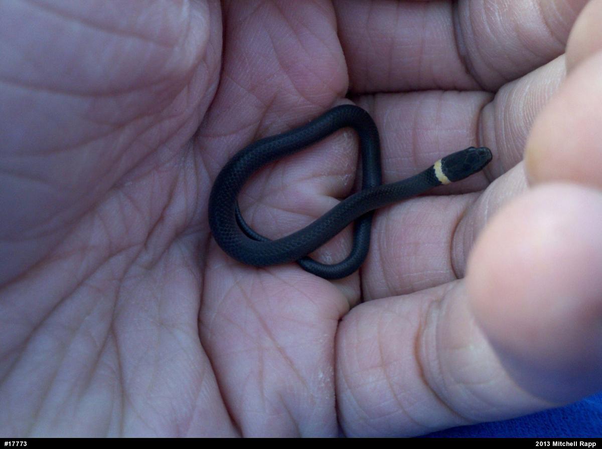 Northern Ring-necked Snake