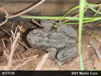 Eastern American Toad