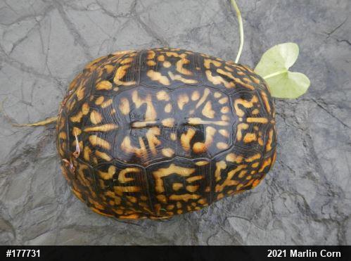 Eastern Box Turtle