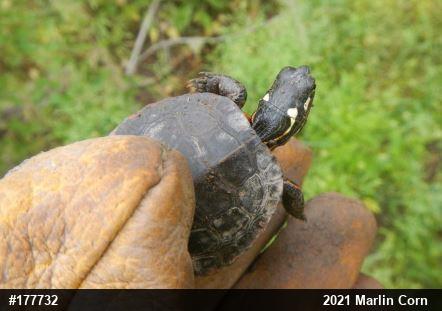 Painted Turtle