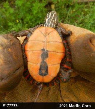 Painted Turtle