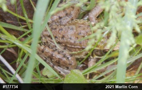 Green Frog