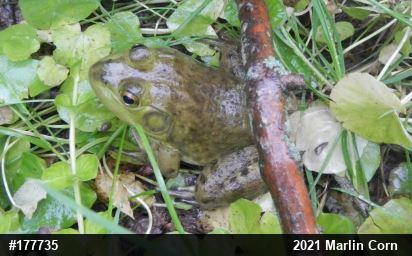 American Bullfrog