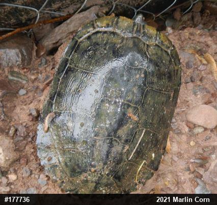 Red-eared Slider