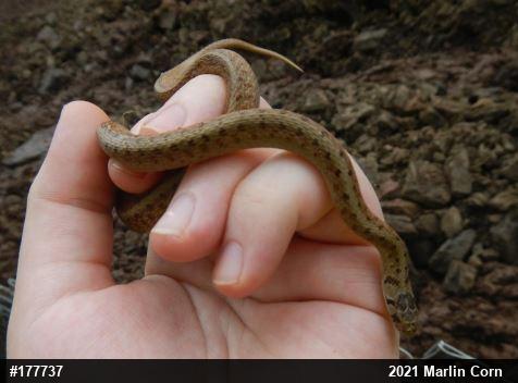 Dekay's Brownsnake