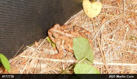 Eastern American Toad