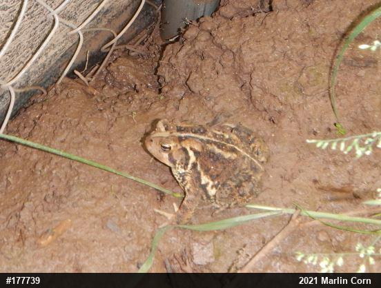 Eastern American Toad