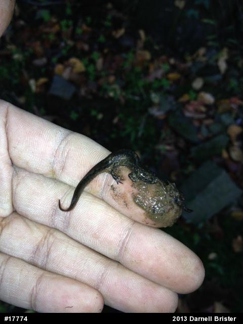 Northern Dusky Salamander