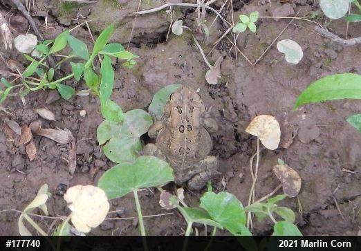 Eastern American Toad