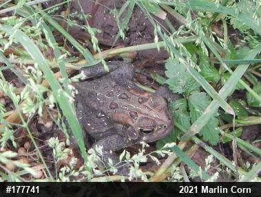 Eastern American Toad