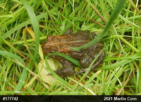 Eastern American Toad