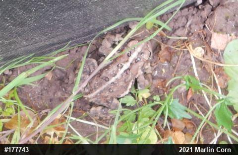 Eastern American Toad