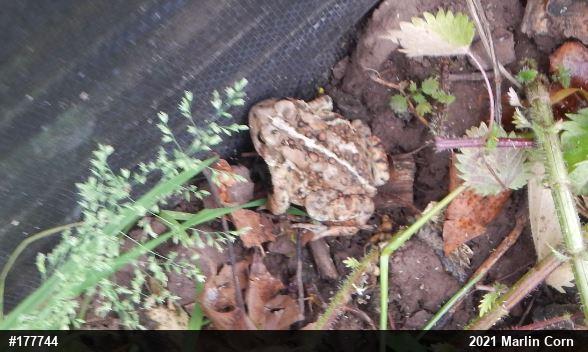 Eastern American Toad