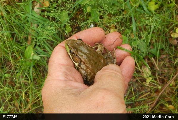 Green Frog